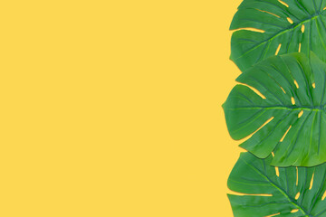 Fototapeta na wymiar Monstera leaves summer on yellow background. Copy space concept and top view