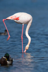 Flamingos no rio Tejo, Portugal