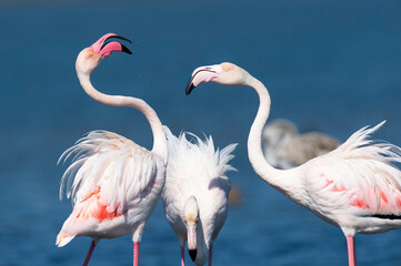 Flamingos no rio Tejo, Portugal