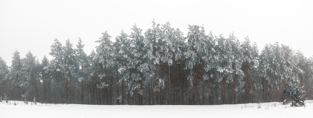Snowy pine forest in fog in winter