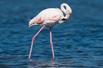 Fototapeta na wymiar Flamingos no rio Tejo, Portugal