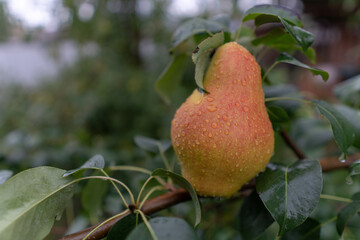 Large ripe pear