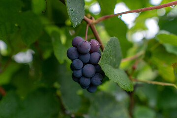 Fototapeta premium Bunch of ripe red grapes