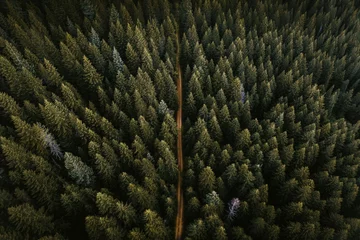  Drone view of coniferous forest © rawpixel.com