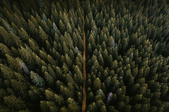 Drone view of coniferous forest © rawpixel.com