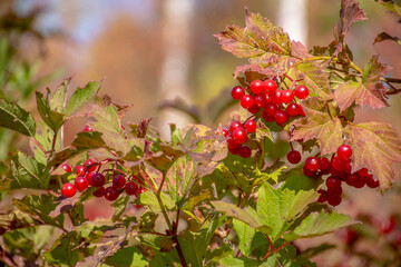 Red forest berry on a background of green leaves