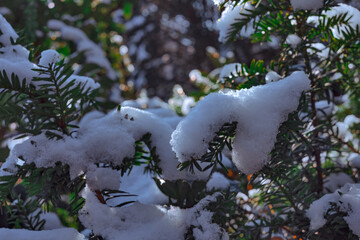 Schnee im Nadelwald