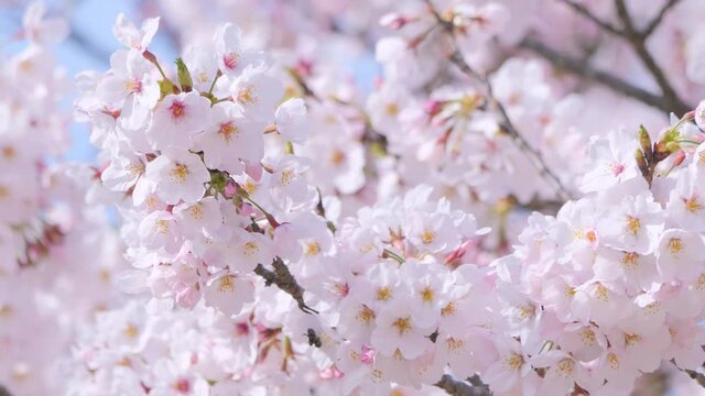 満開の桜の花のクローズアップ