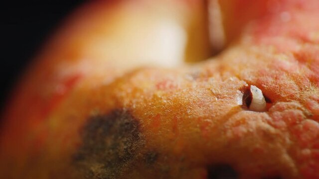 Close-up of the worm will come out of the apple