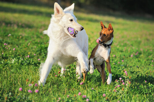 Basenji and White Swiss Shepherd play fighting