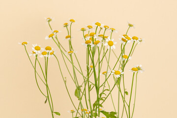 White daisy flowers on beige background