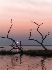 tree in the water