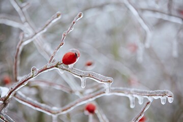 Close-up of frozen rose hip coverd with ice after rain during winter day.