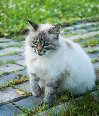 Neva Masquerade cat with big blue eyes sitting on walkway - 410618071