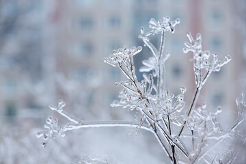 Close-up of frozen plants coverd with ice after rain during winter day.