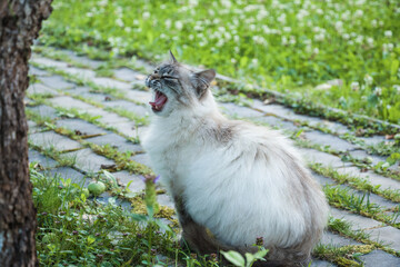 Neva Masquerade cat yawns walking in garden - 410618090