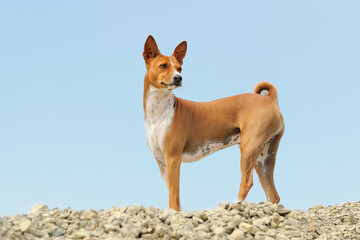 Basenji Kongo Terrier Dog