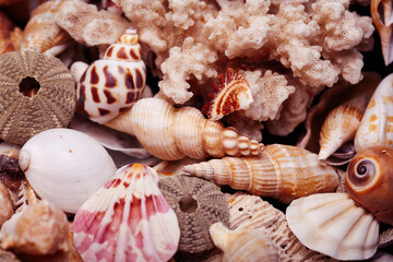 a lot of different empty sea shells on background, macro details