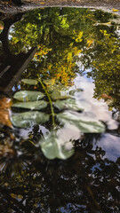 autumn leaves reflecting in water