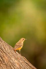 Black redstart or Phoenicurus ochruros small bird portrait with natural green background perched on tree trunk at keoladeo national park or bharatpur bird sanctuary rajasthan india