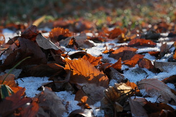 枯葉の上に積もった雪。Melting snow on dry leaves