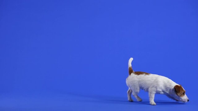 Jack Russell sniffs, runs past the camera from left to right. Pet in the studio on a blue background. Slow motion. Close up.