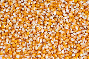 Dried corn on the white background