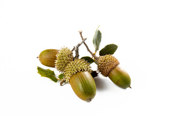 Ripe acorns isolated on a white background