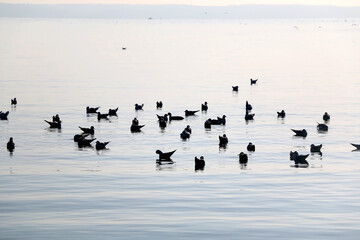 Seagulls at the sea. Picturesque landscape in Split, Croatia.