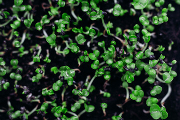 Young sprouts of green basil in the ground