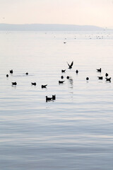 Seagulls at the sea. Picturesque landscape in Split, Croatia.