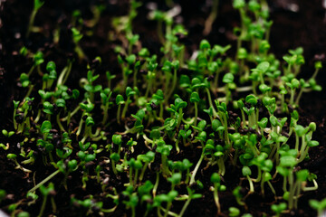 Young sprouts of green basil in the ground