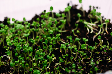 Young sprouts of green basil in the ground