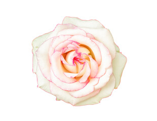 White rose, blooming rose isolated on white background with clipping path