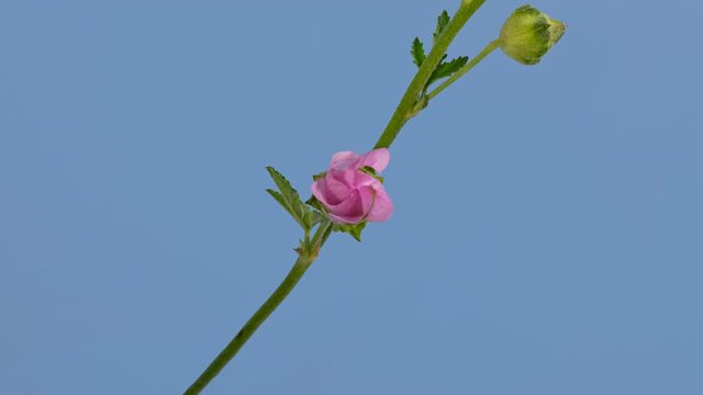 Macro time lapse opening Malva moschata (musk mallow) flower on blue background