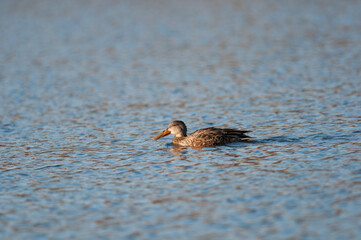 Northern Shoveler swimming on a pond
