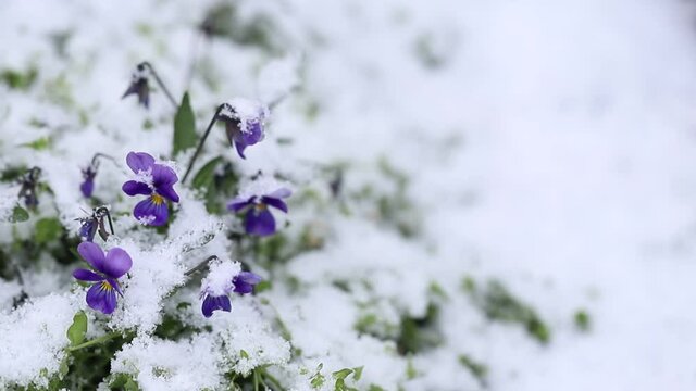Delicate little beautiful violets growing in a snow cover with selective focus with copy space. Violet natural flowers in fluffy snow with falling snowflakes symbolizing the arrival of winter .