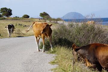 cows on a beach in the east of Nisyros, a volcano island next to Kos Island, Greece, May