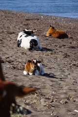 cows on a beach in the east of Nisyros, a volcano island next to Kos Island, Greece, May