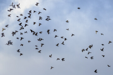 Flight of a flock of doves on a background of a cloudy sky