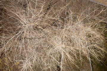 branches background. tree branches seen from above