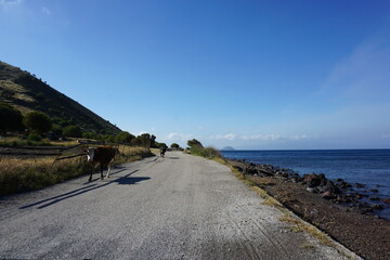 cows on a beach in the east of Nisyros, a volcano island next to Kos Island, Greece, May