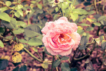 close up of beautiful pink rose in garden. love concept