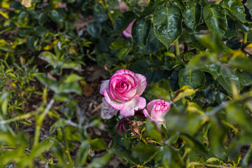 leafy rose bush with romantic pink roses