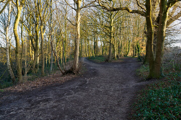 Wide woodland footpath splits in to two on a cold, bright winter morning