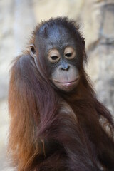 オランウータン