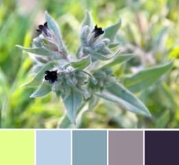 Color palette swatches of flower in the grass, purple blossom with blue teal green leaves. Shallow depth of focus. Fresh trendy combination of colors, inspired by natural beauty.