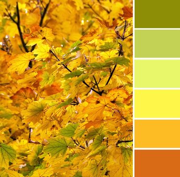 Color palette swatches of autumn green yellow and orange leaves on the branches of a tree. Shallow depth of focus. Trendy warm pastel combination of colors, inspired by natural beauty of fall season.