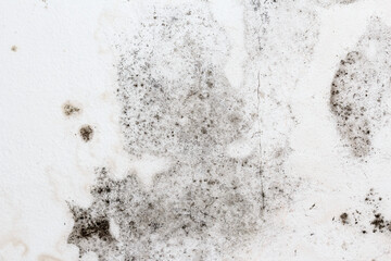 Fungal mold on an interior wall creating health problems for the home owners. Molds can thrive on any organic matter including ceilings, walls and floors of homes with moisture management problems. - obrazy, fototapety, plakaty