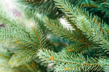 Fir tree brunch close up. Christmas wallpaper concept